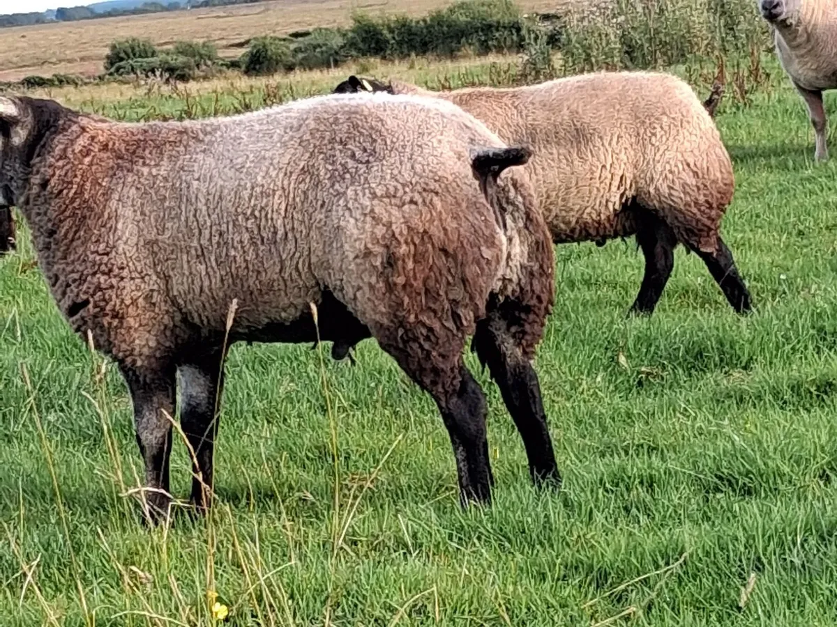 Pedigree Blue Texel Ram Lamb - Image 3