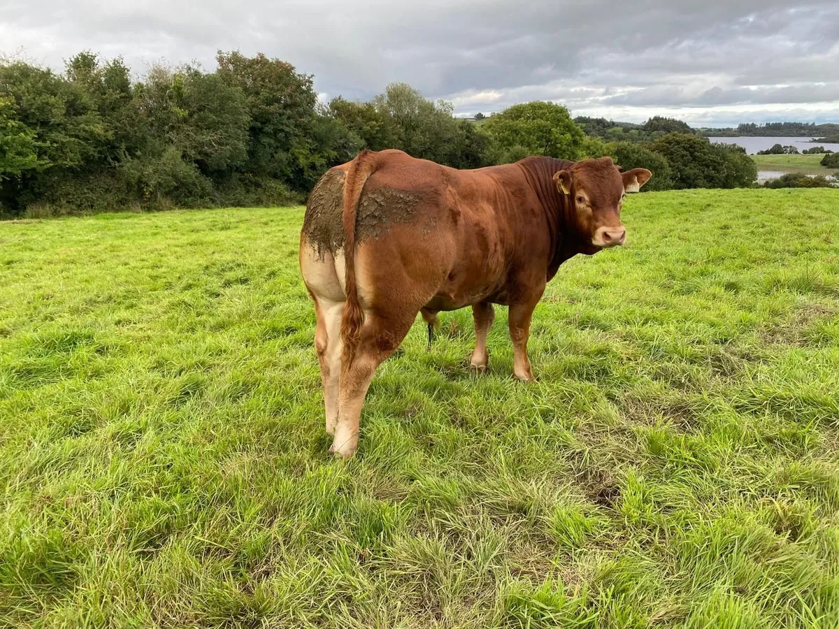 Limousin Bull - 5 Star - Image 2