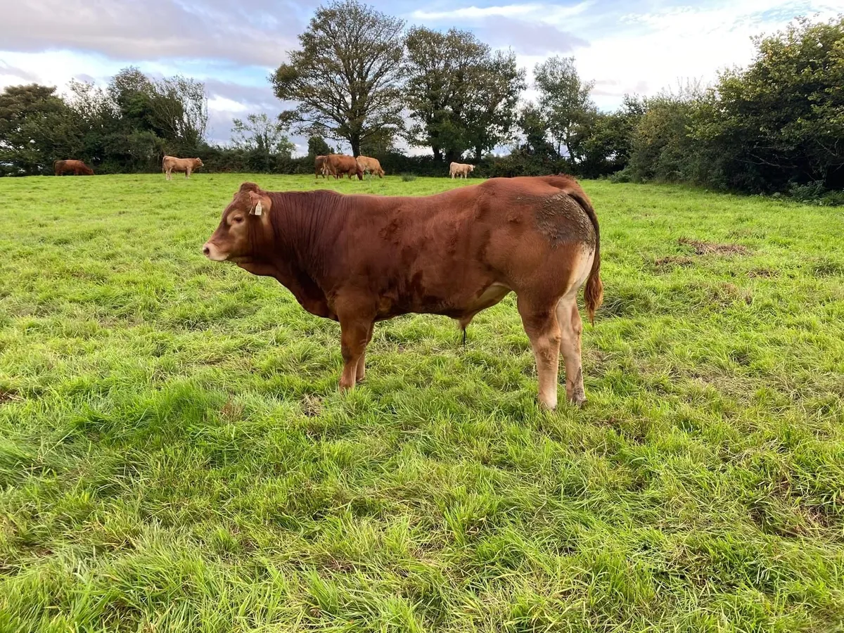 Limousin Bull - 5 Star - Image 1