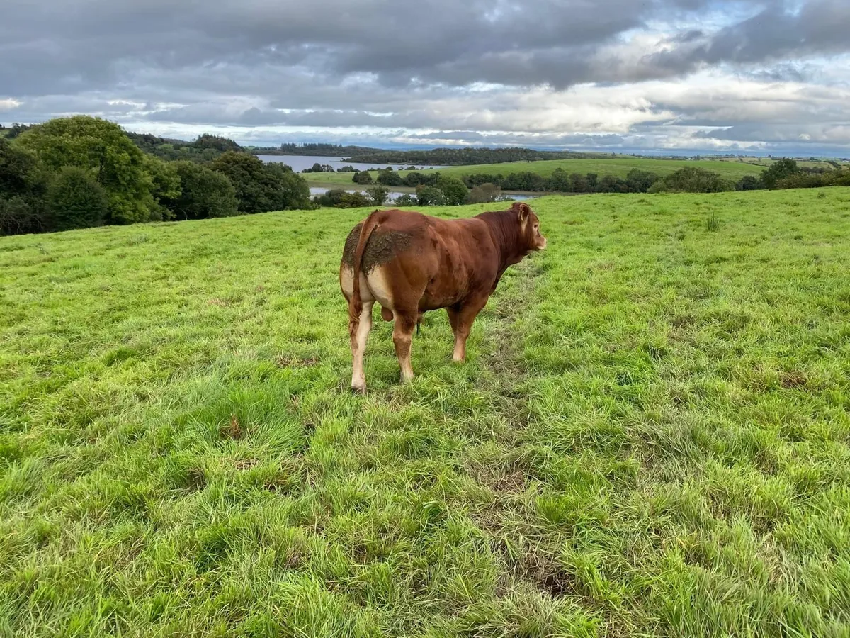 Limousin Bull - 5 Star - Image 3