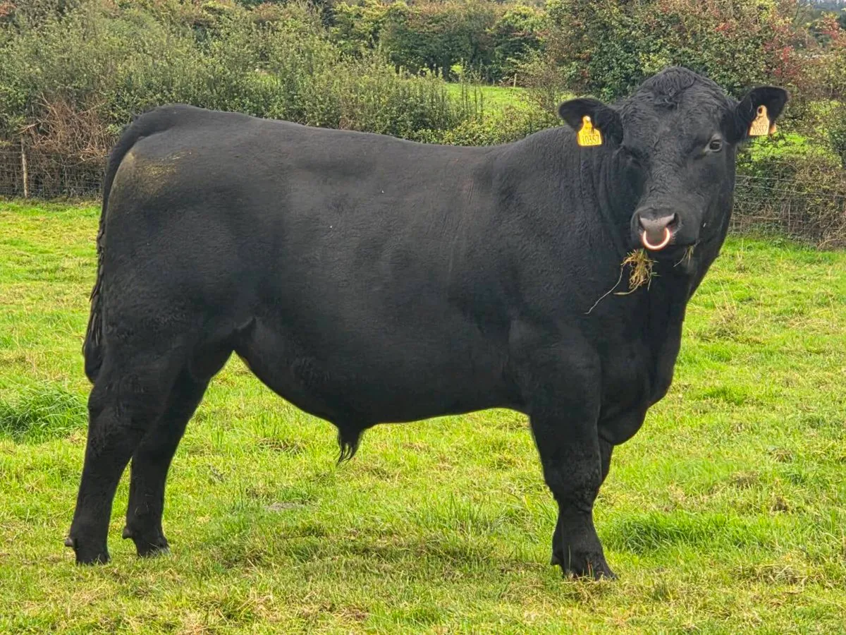 1.no 17 month ped AA Bull 1% Calving ⭐️⭐️⭐️⭐️⭐️ - Image 4