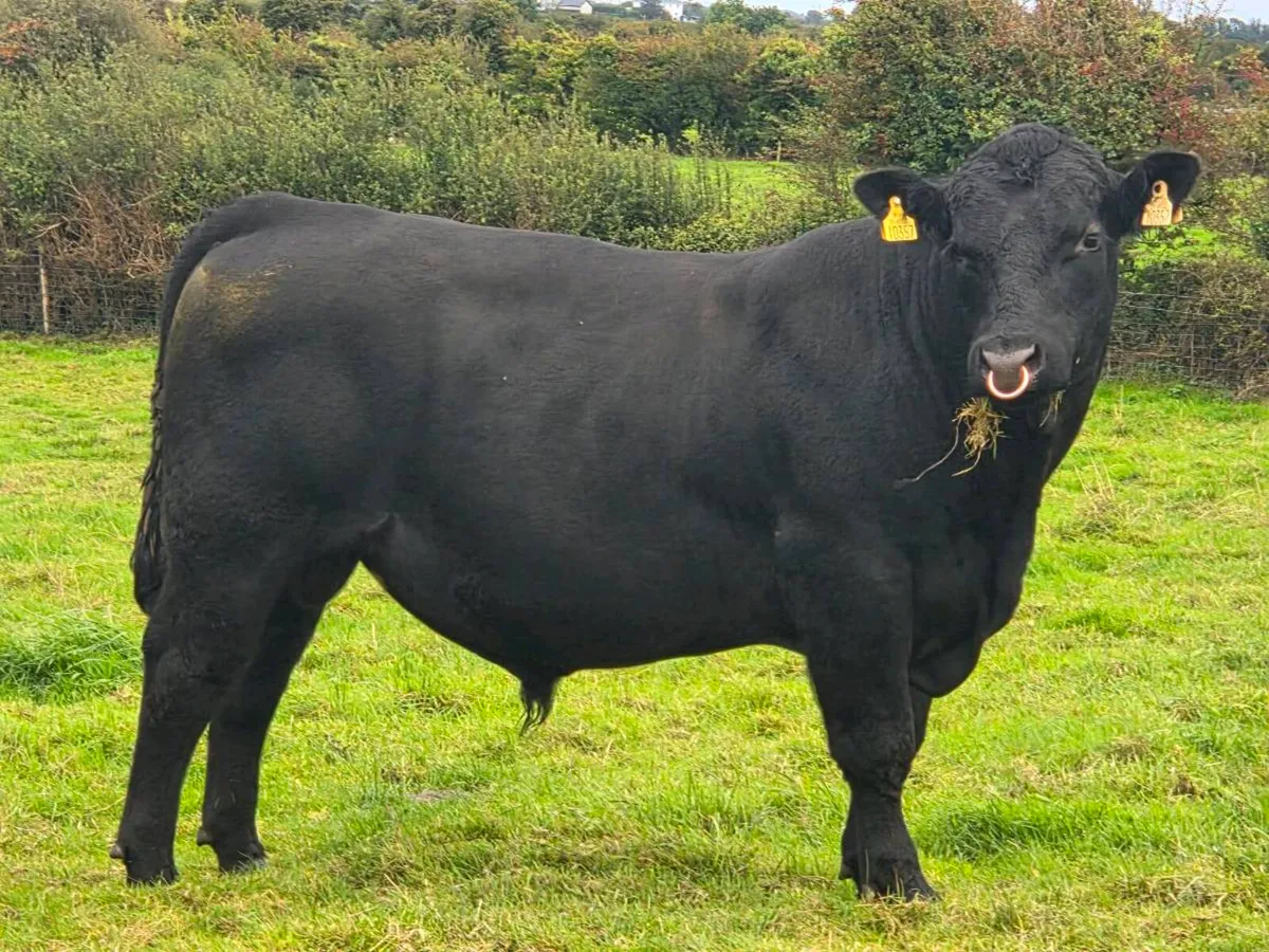 1.no 17 month ped AA Bull 1% Calving ⭐️⭐️⭐️⭐️⭐️ - Image 2
