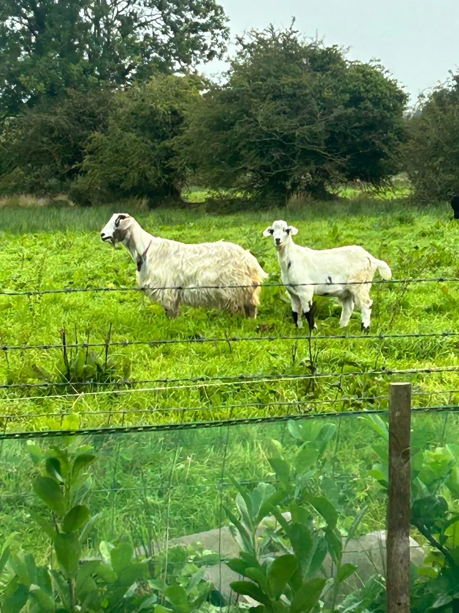 Female and buck goat