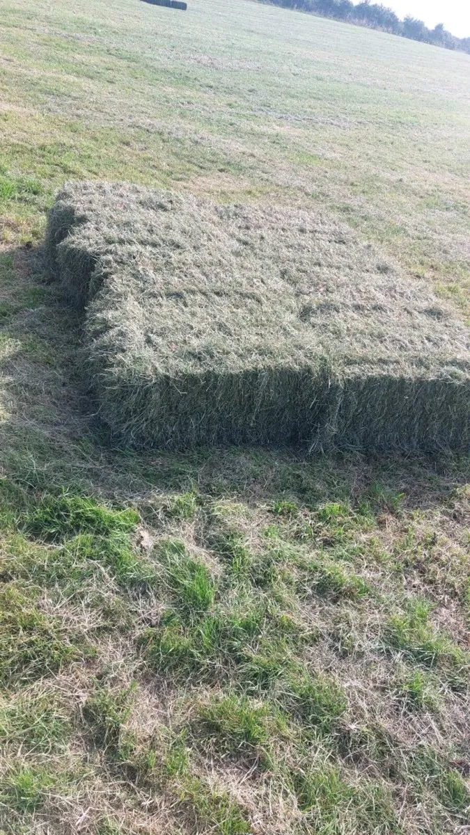 Top quality hay square bales - Image 1