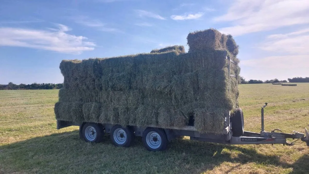 Top quality hay square bales - Image 4