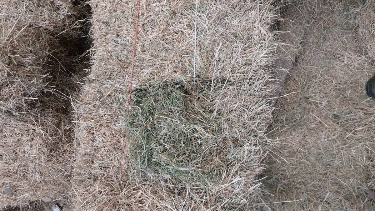 Top quality hay square bales - Image 2