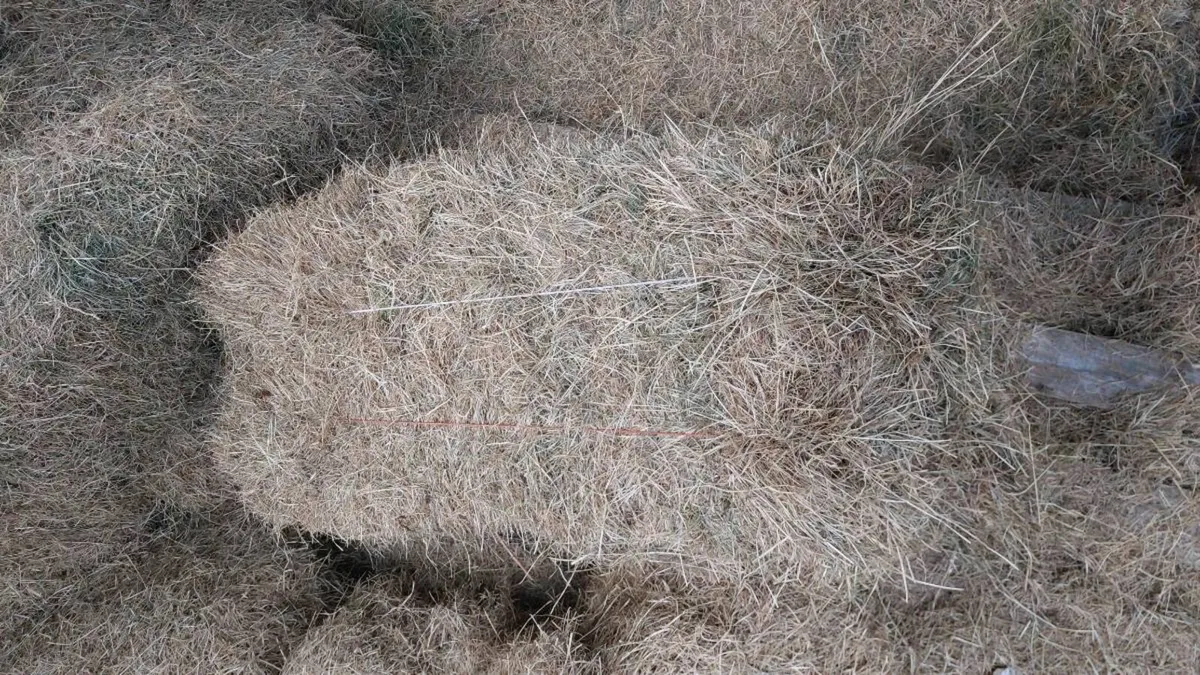 Top quality hay square bales - Image 3