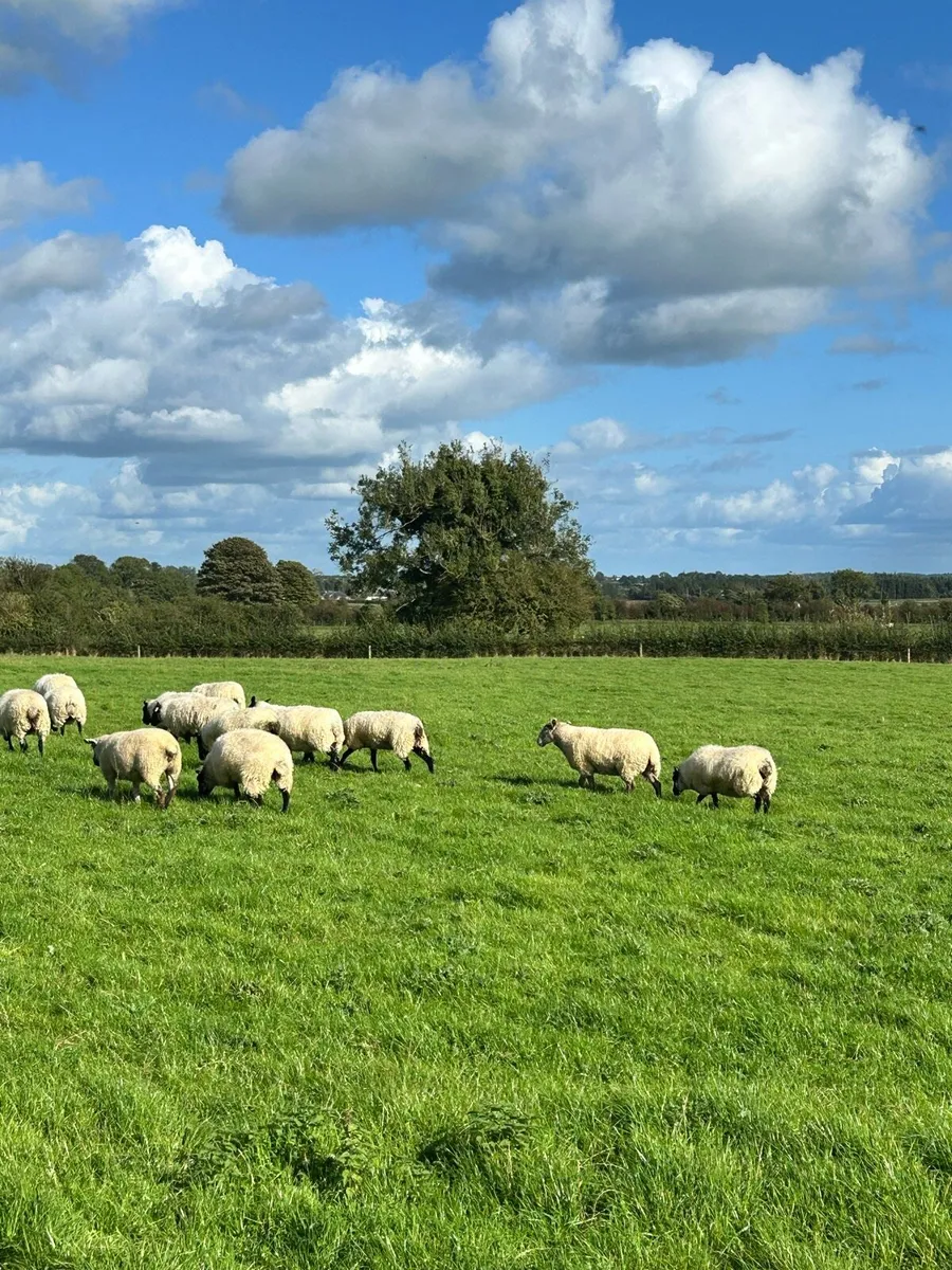 Organic Hoggets - Image 1