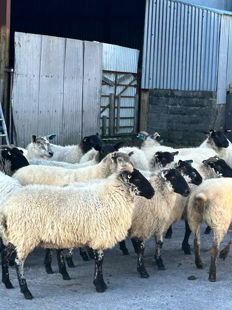Organic Hoggets - Image 2