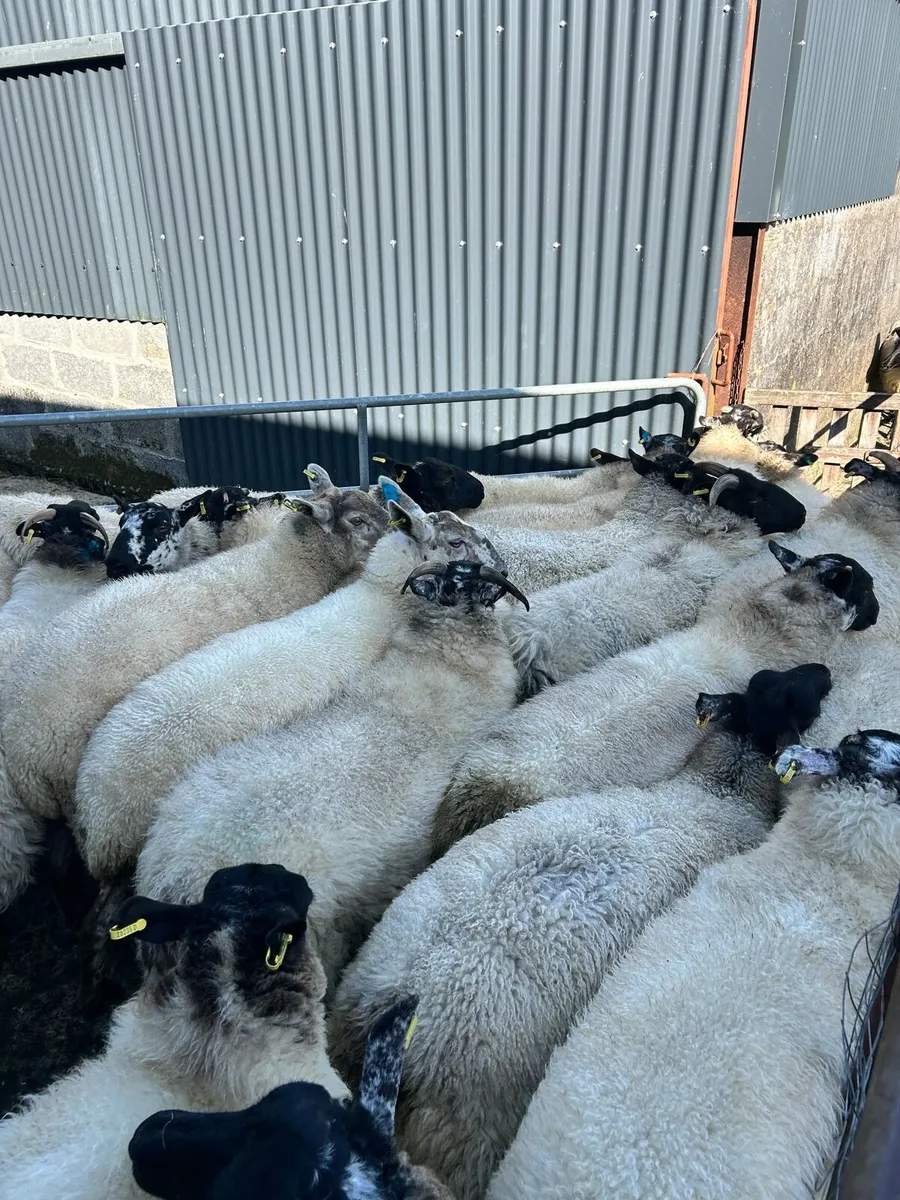 Organic Hoggets - Image 3