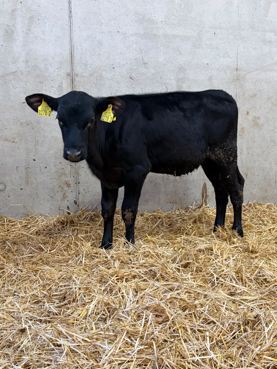 3 Reared Heifer Calves - Image 3