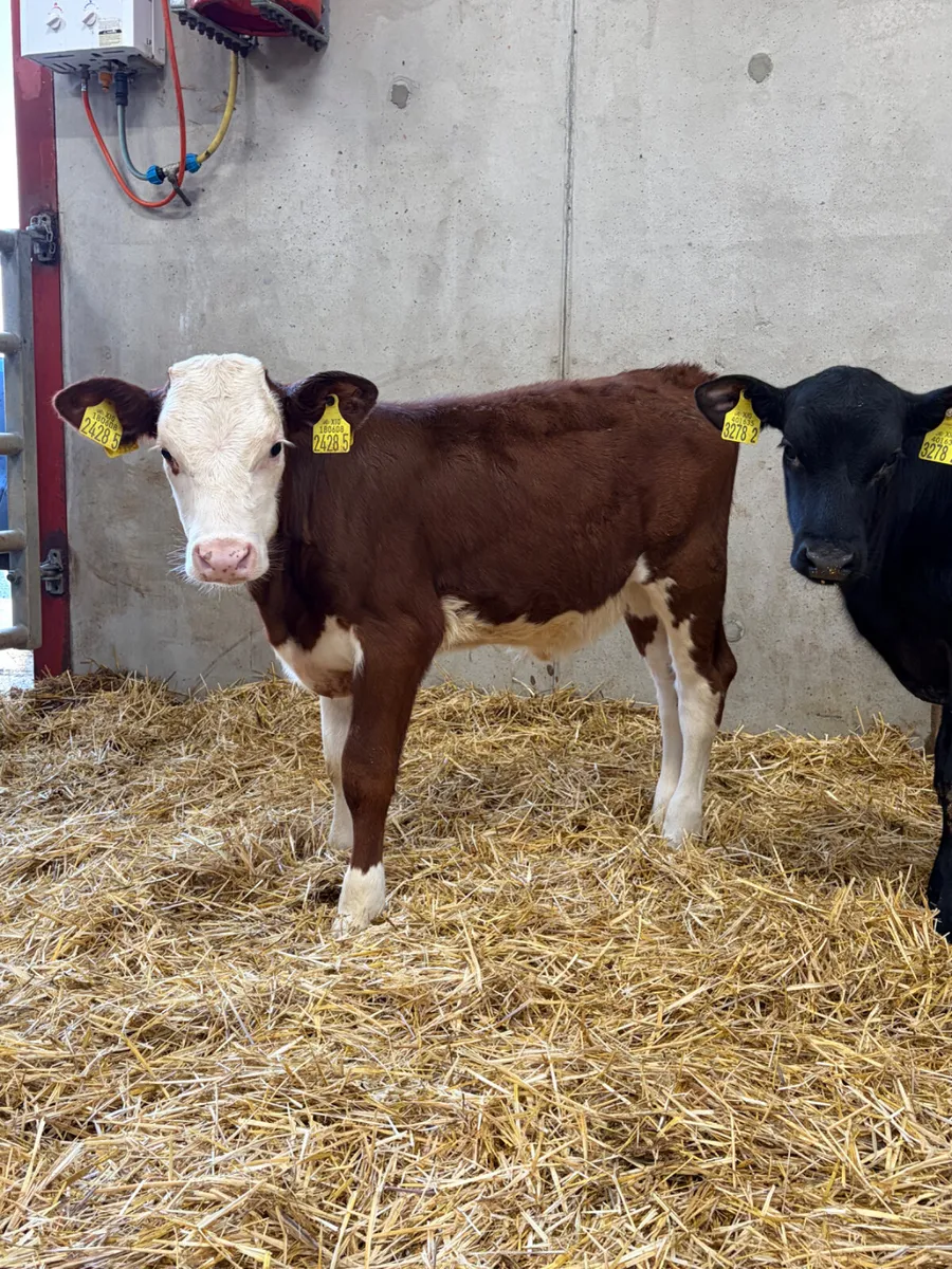 3 Reared Heifer Calves - Image 1