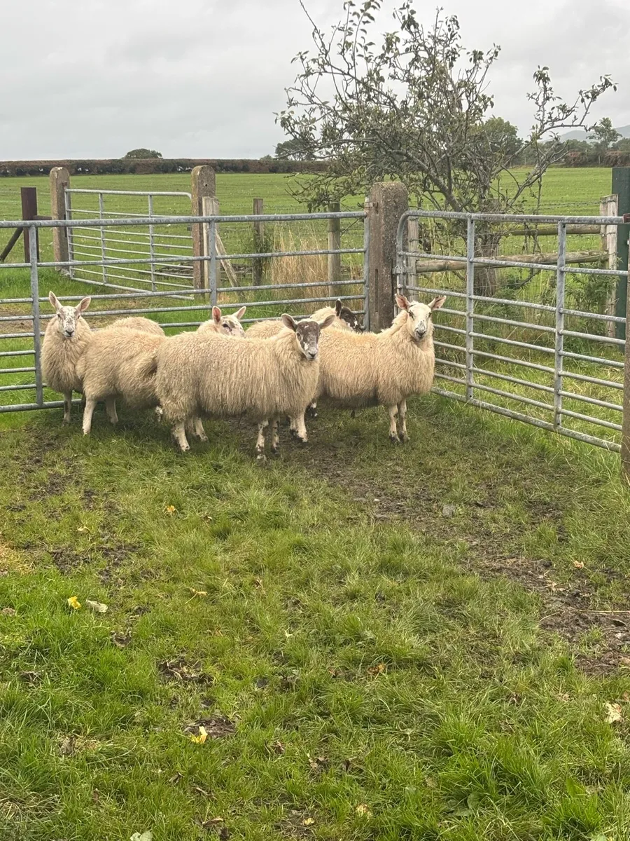 Sheep - Image 1