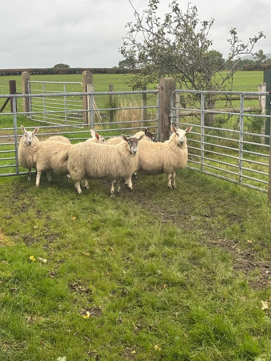 Sheep - Image 2