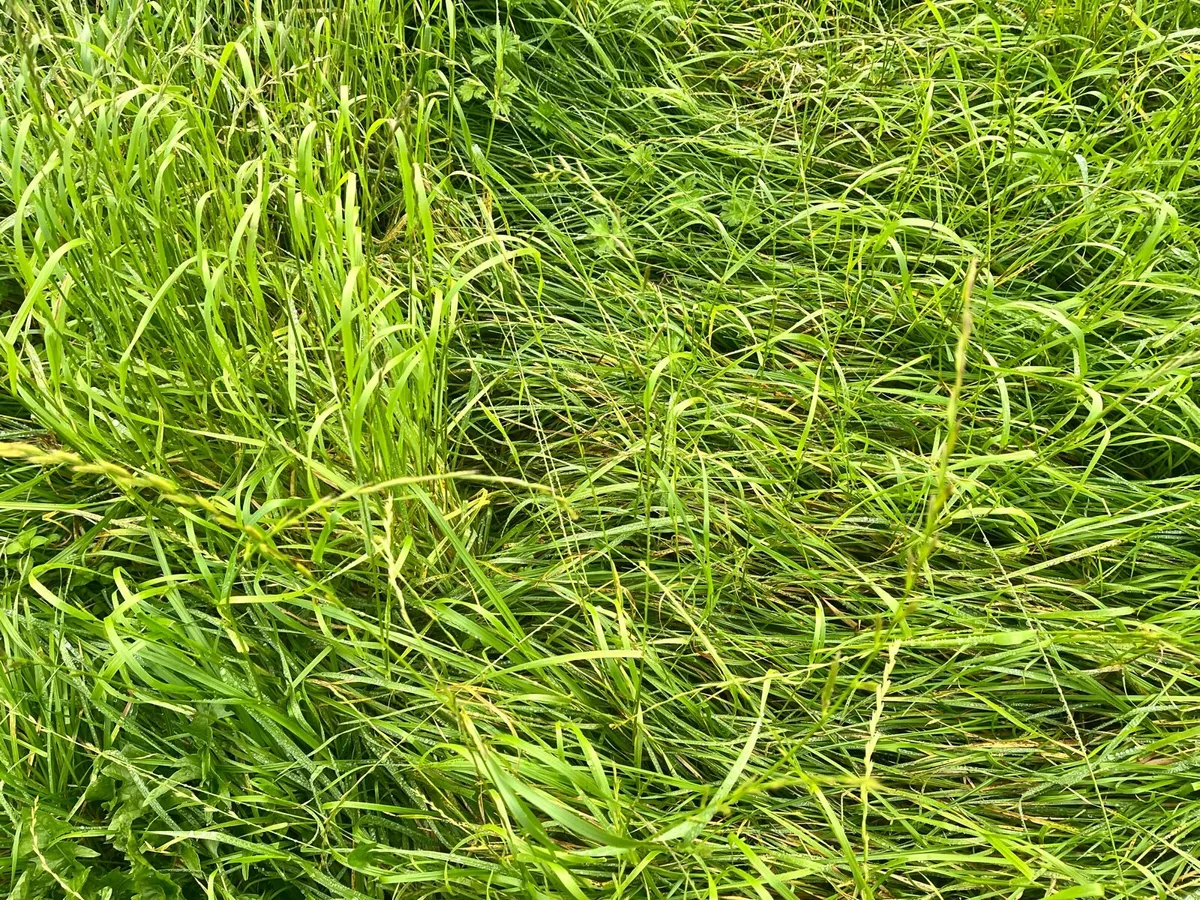 Silage - Image 2