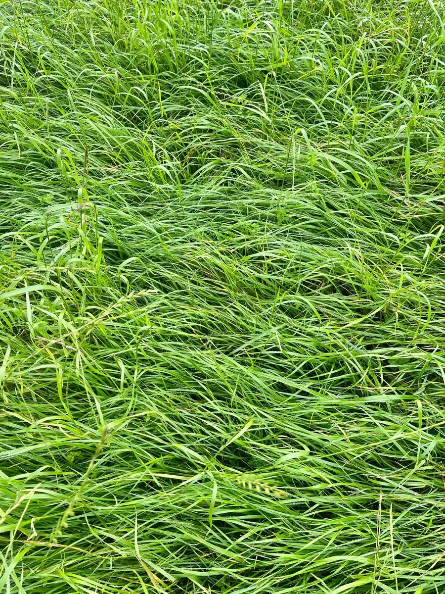 Silage - Image 4