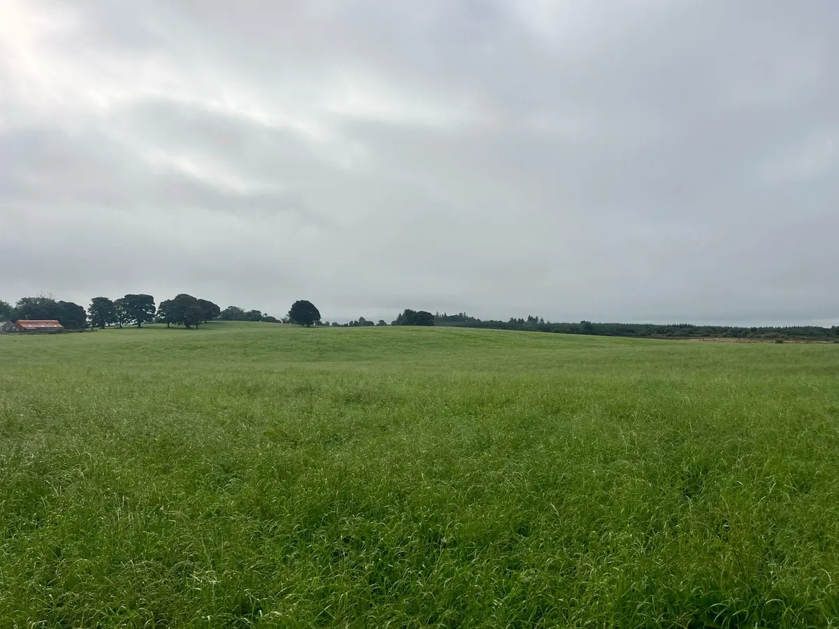Silage - Image 3
