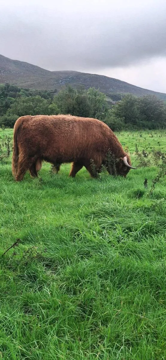 Highland Bull - Image 1