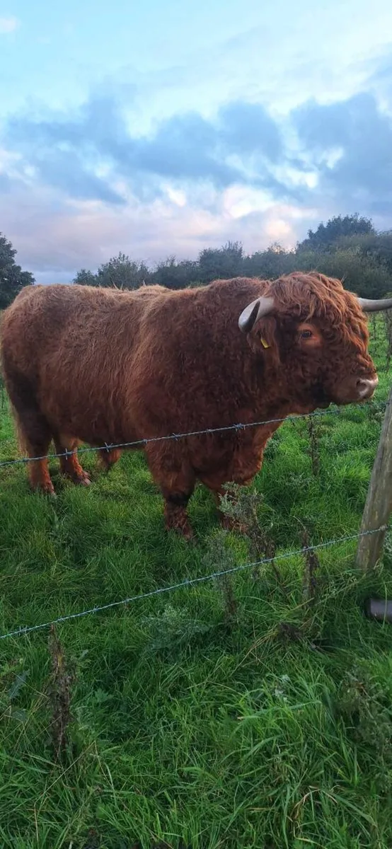 Highland Bull - Image 2