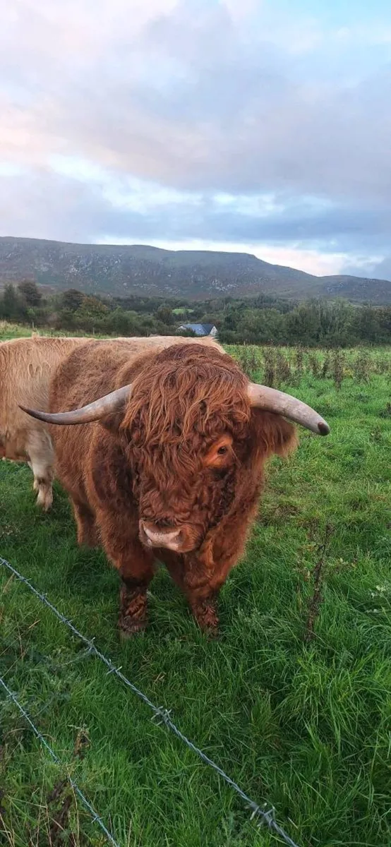Highland Bull - Image 3