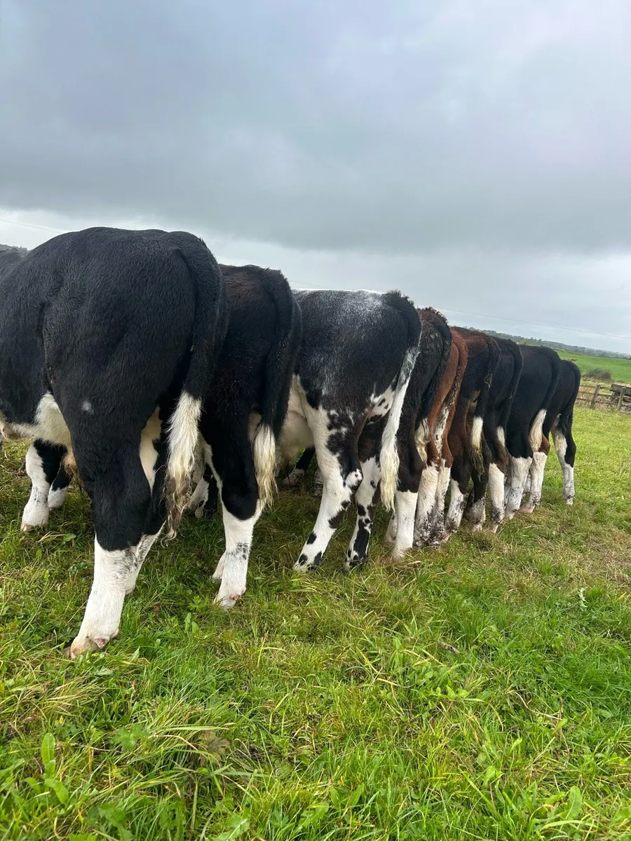 Super HE bull runners - Image 1