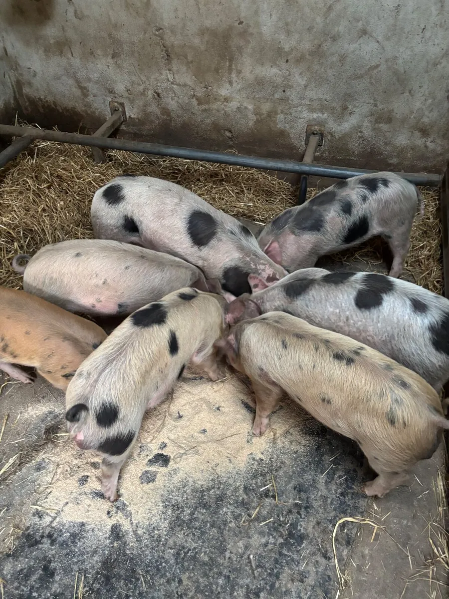Weaners - Image 2