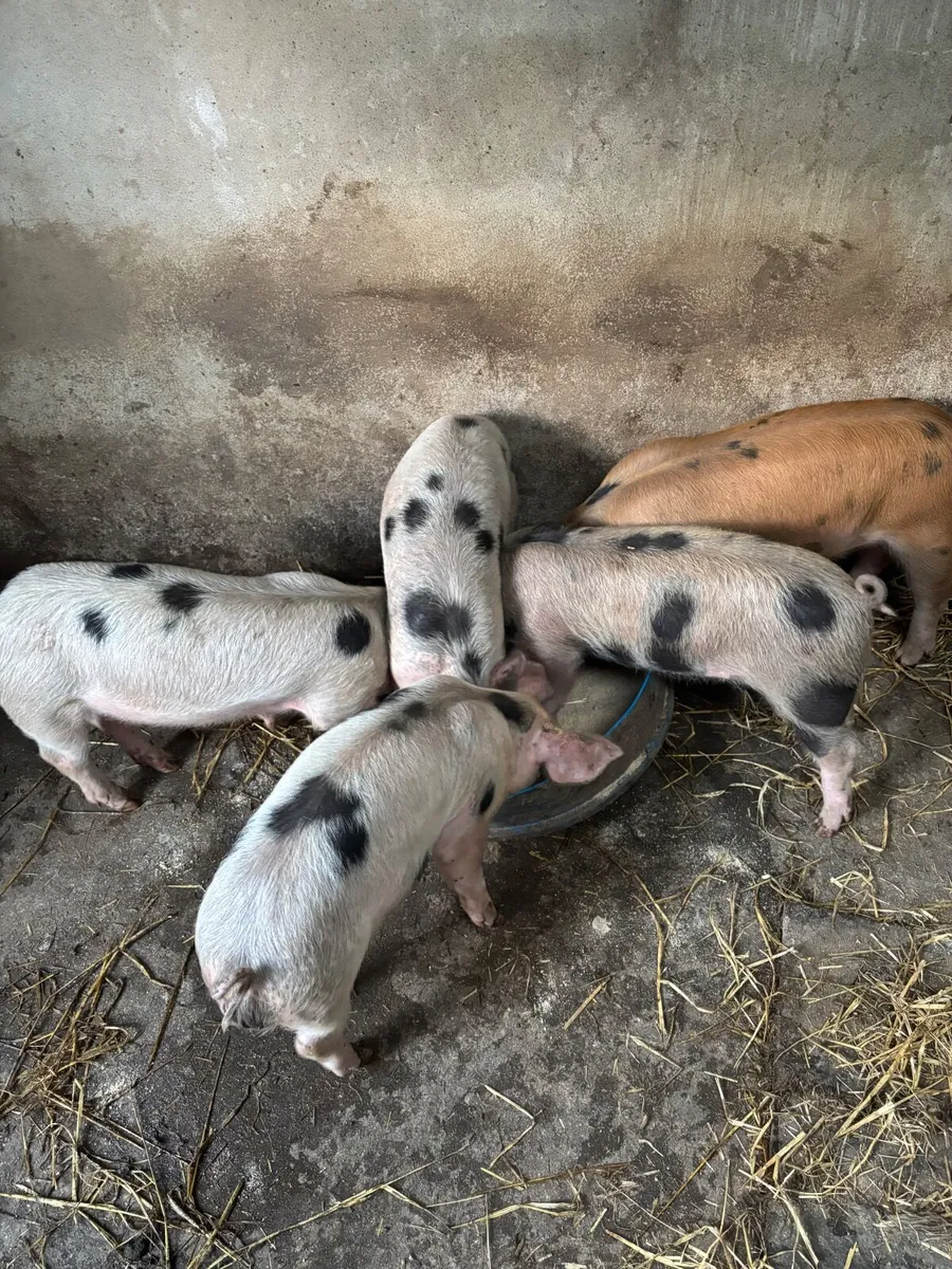 Weaners - Image 1