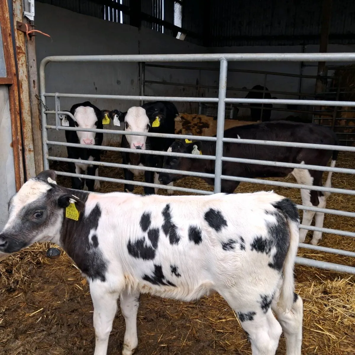 Bb heifer calf for sale