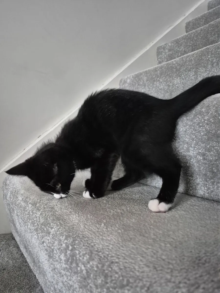 Kitten - 12 weeks old - Image 3