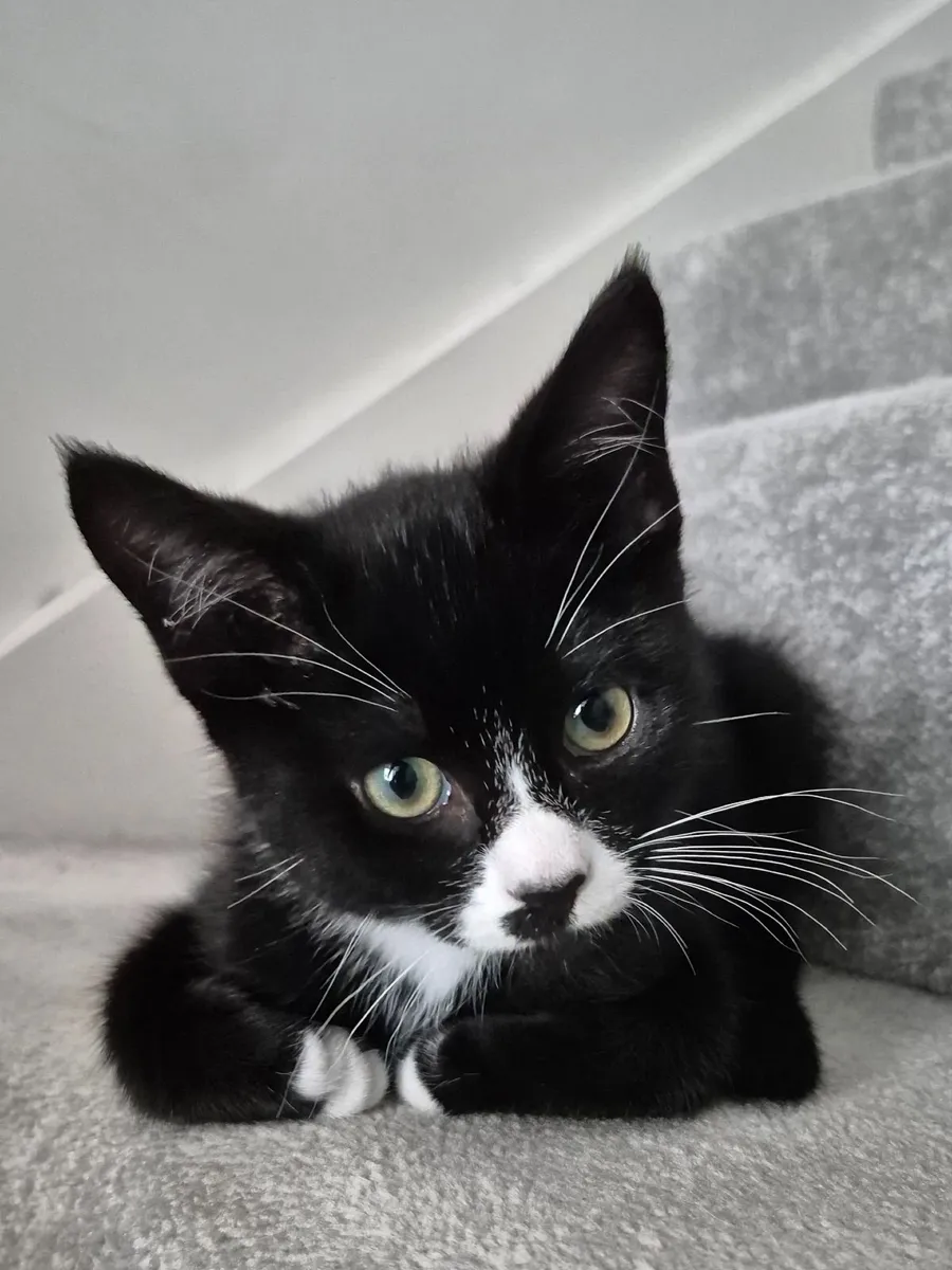 Kitten - 12 weeks old - Image 1