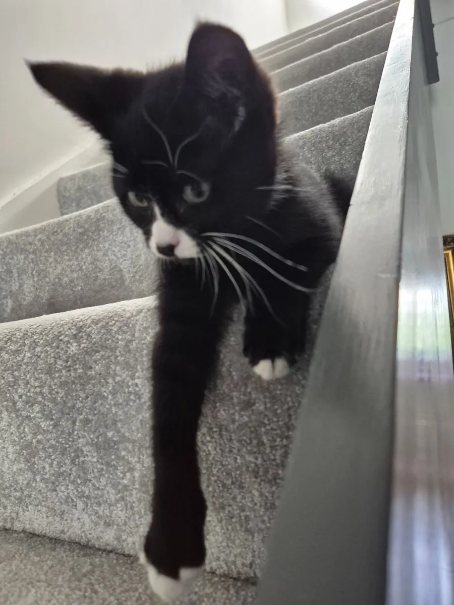 Kitten - 12 weeks old - Image 2