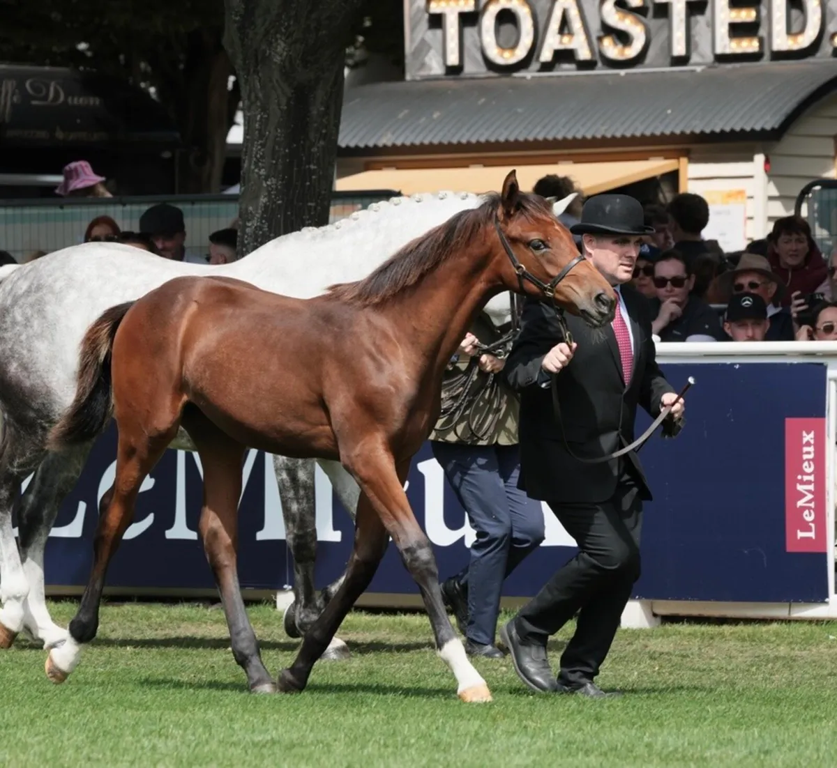 Der Senaat 111 Filly Foal - Image 1
