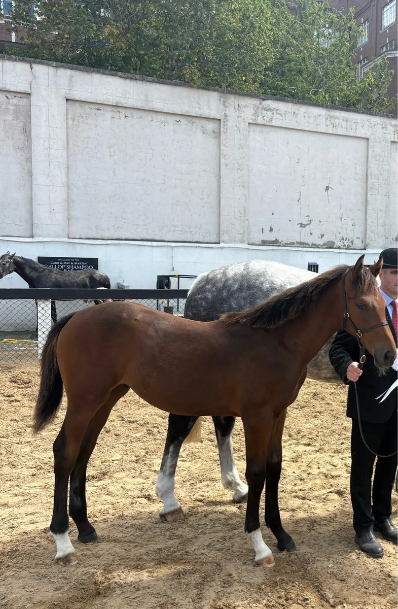 Der Senaat 111 Filly Foal - Image 2