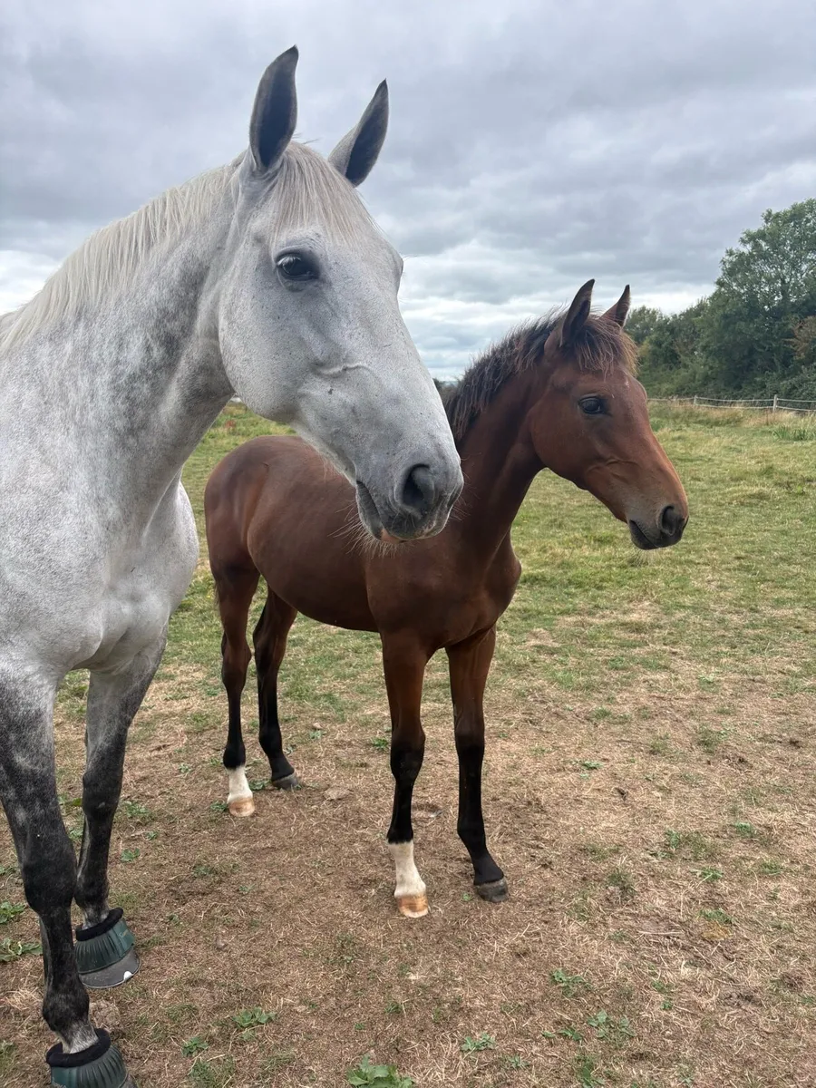 Der Senaat 111 Filly Foal - Image 4