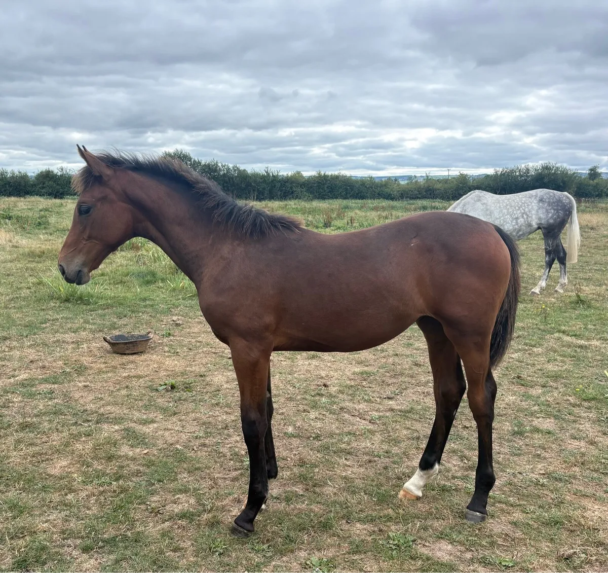 Der Senaat 111 Filly Foal - Image 3