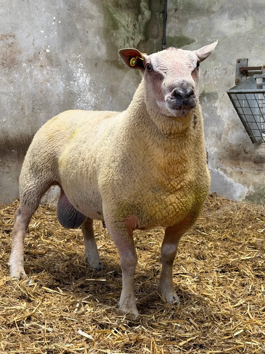 Charollais Stock Ram - Image 1