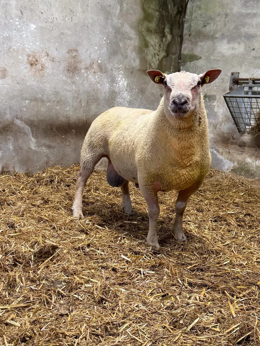 Charollais Stock Ram - Image 2