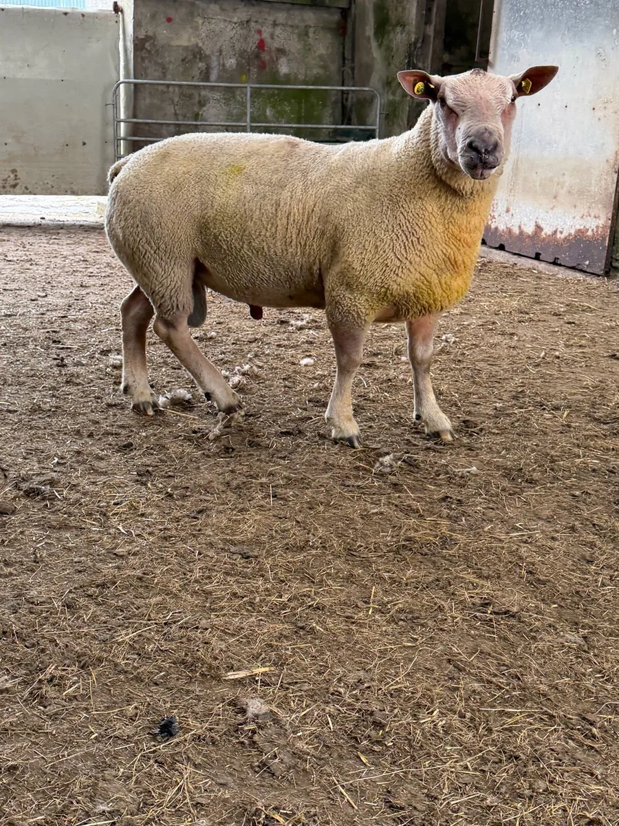 Charollais Stock Ram - Image 3