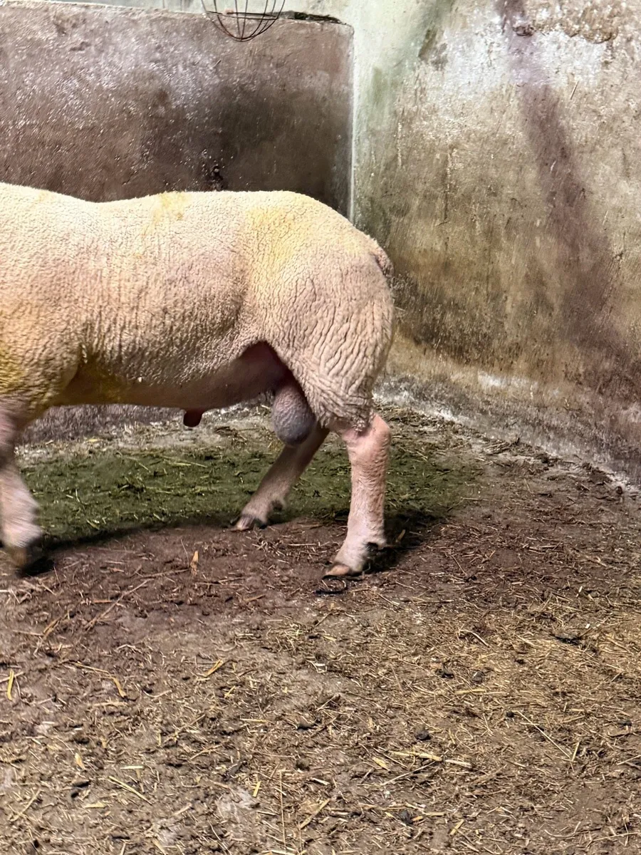 Charollais Stock Ram - Image 4