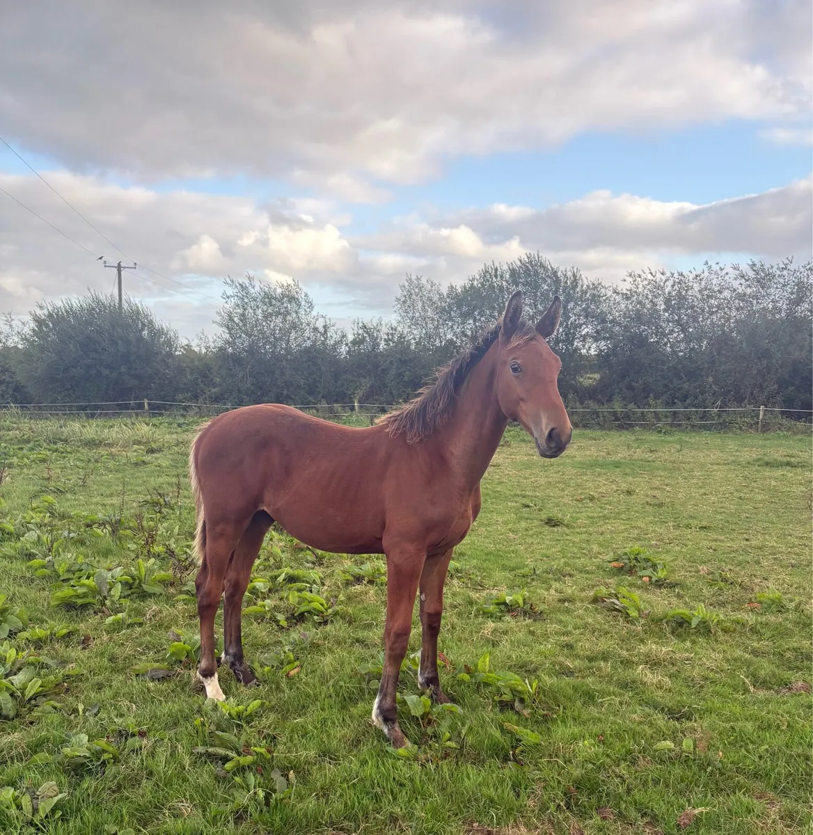 Grand Cru Colt Foal - Image 1