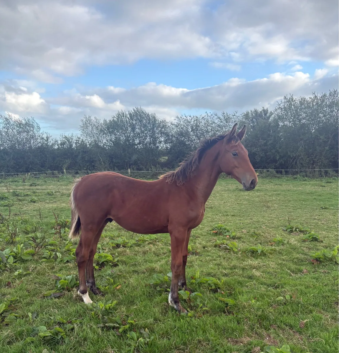 Grand Cru Colt Foal - Image 2