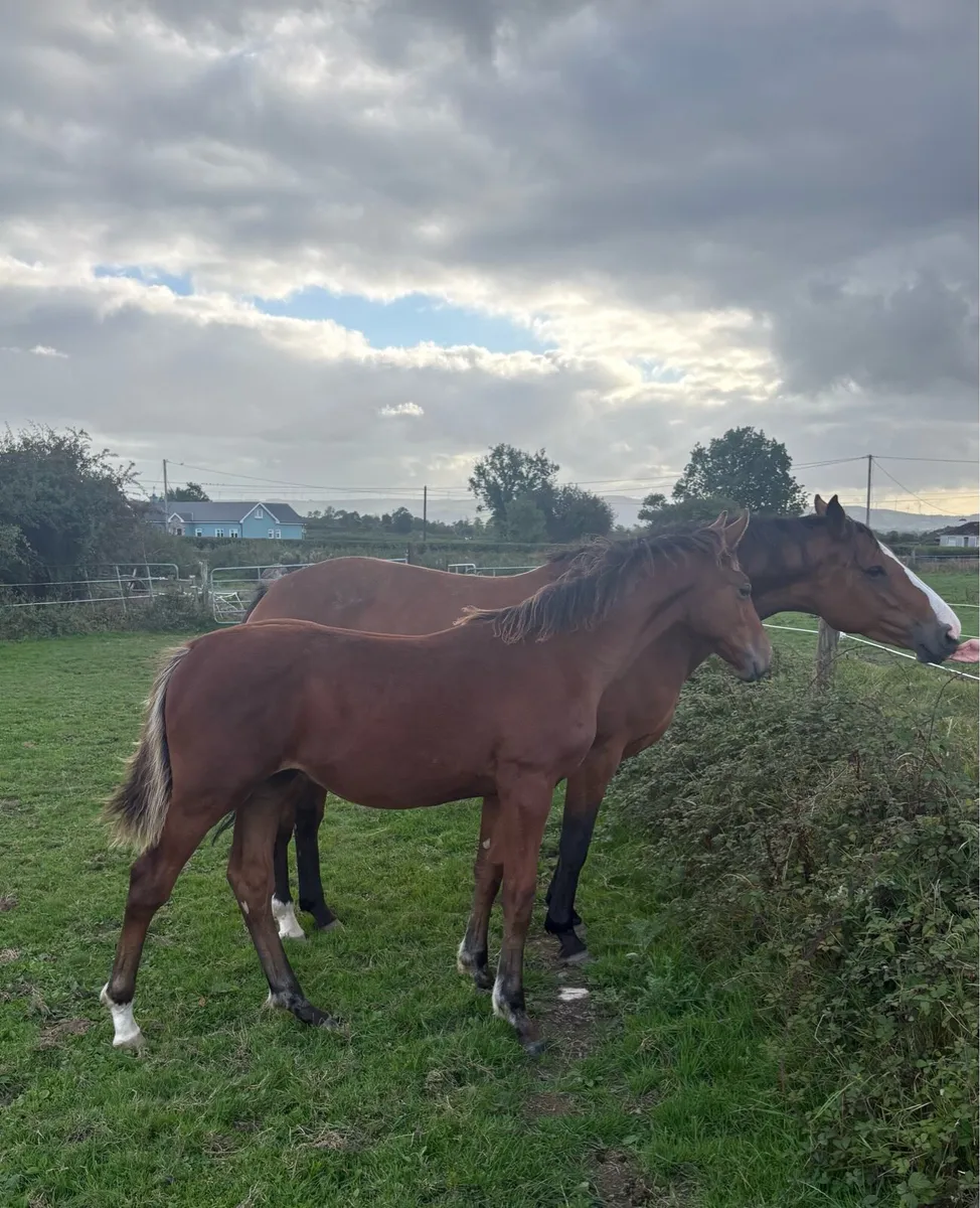 Grand Cru Colt Foal - Image 3