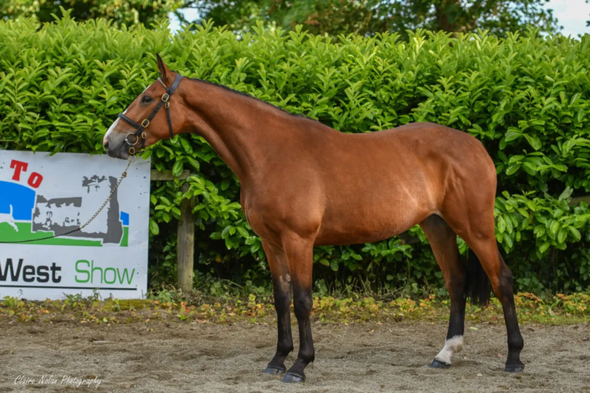 Grand Cru Colt Foal - Image 4