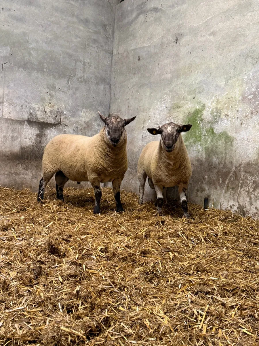 Borris Hogget Rams - Image 2