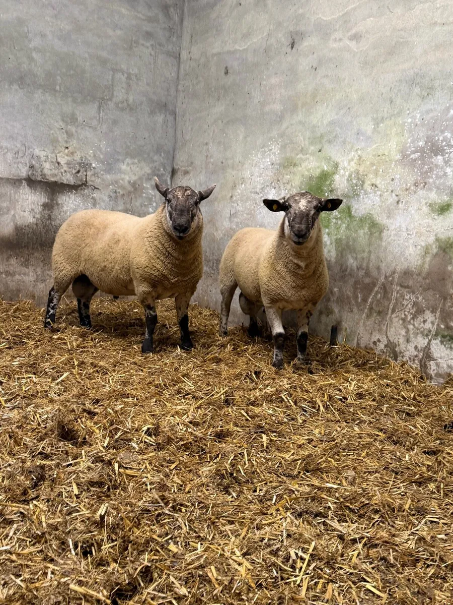 Borris Hogget Rams - Image 3