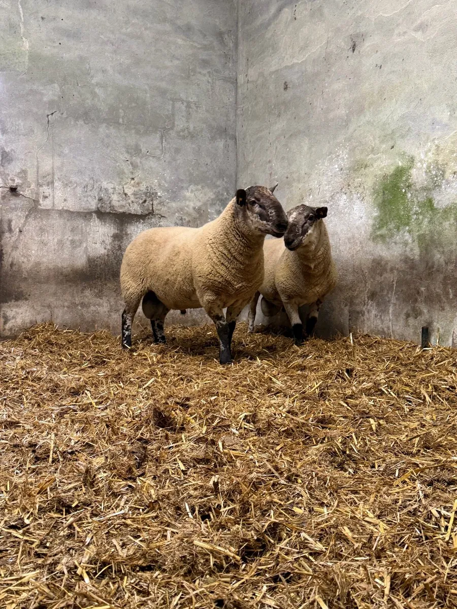Borris Hogget Rams - Image 4