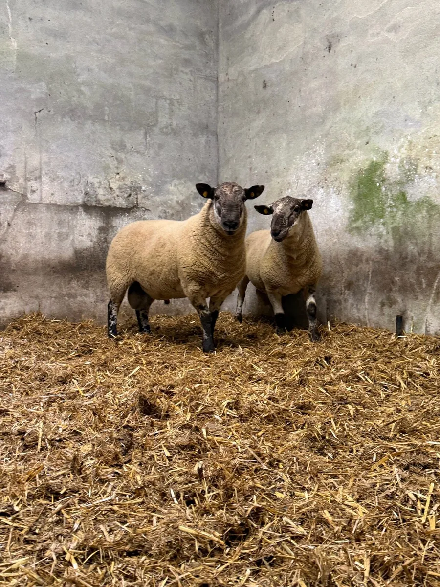 Borris Hogget Rams - Image 1