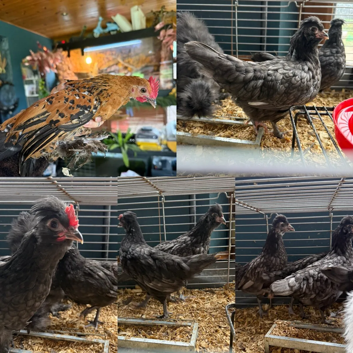 Pullets & cockerels - Image 1
