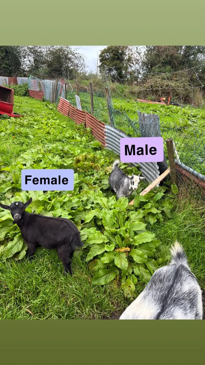 Pygmy kids - Image 2