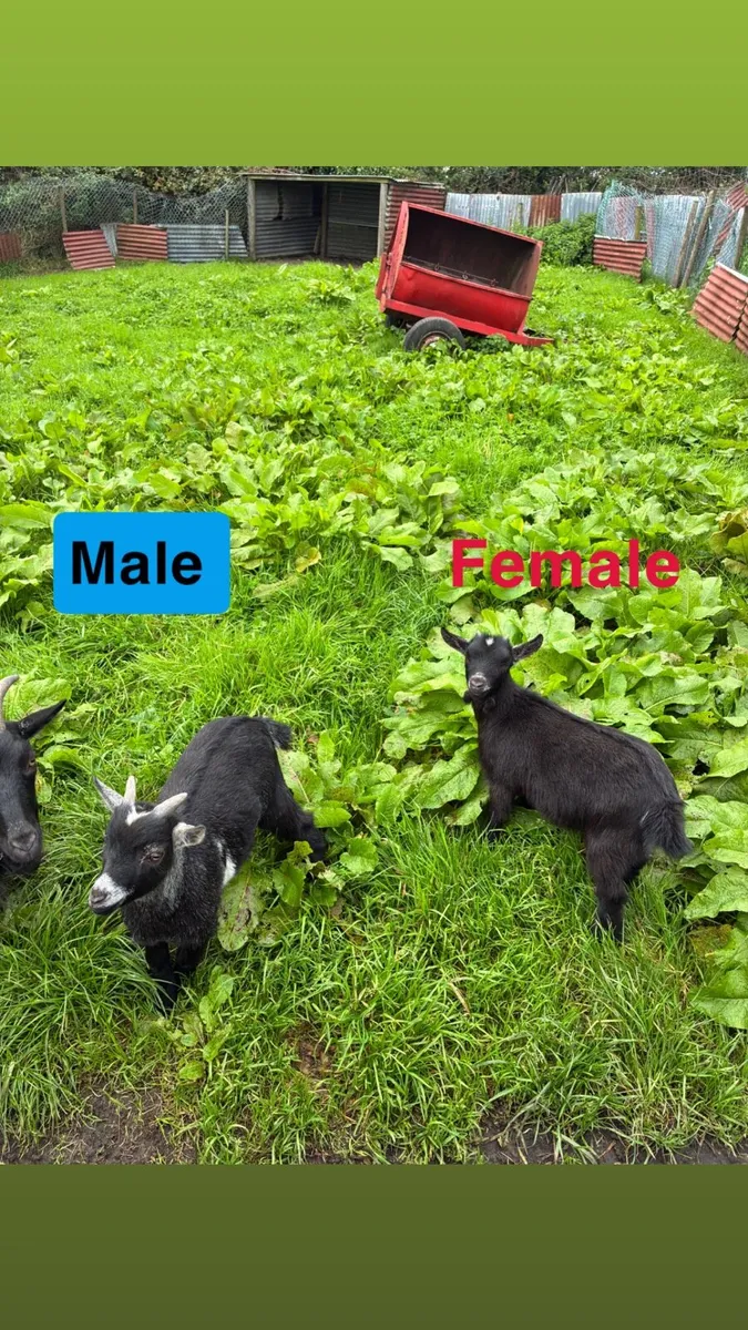 Pygmy kids - Image 1